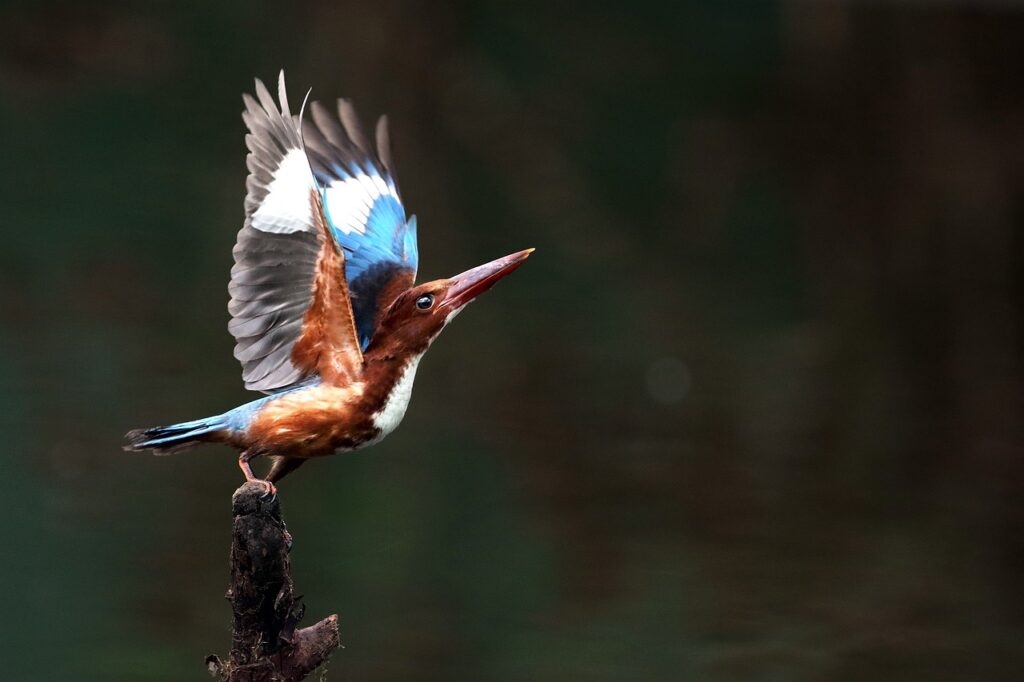 white-throated kingfisher, kingfisher, bird-4509881.jpg